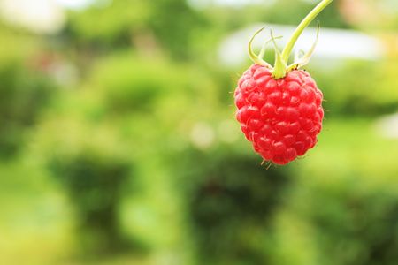 red raspberry