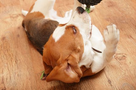 beagle puppy with toy on a floorの写真素材