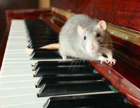 Cute rat on keys of a pianoの写真素材
