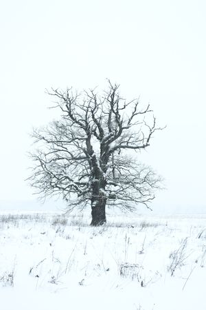 Snowfall.Lonely oak on a meadow under a snowの写真素材