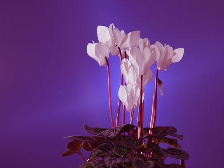 white cyclamen on a blue backgroundの写真素材
