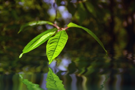 branch with  green leaves ,shallow DOFの写真素材