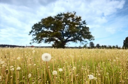 dandelion on a  meadow,shallow DOF,focus on a foreground.
の写真素材