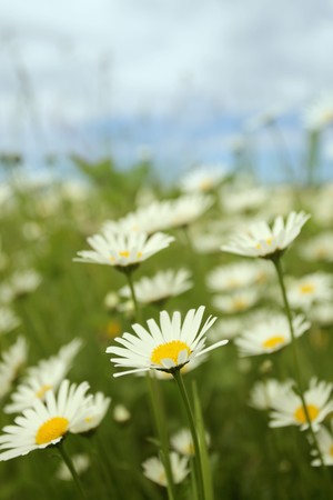 chamomiles,focus on a foreground.の写真素材