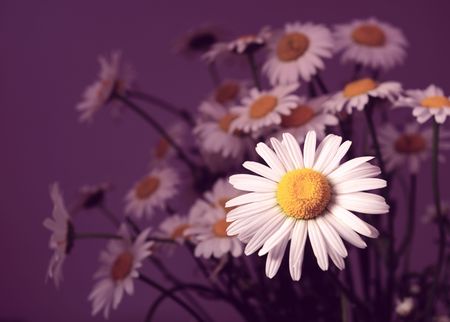 chamomiles, focus on a foregroind.の写真素材