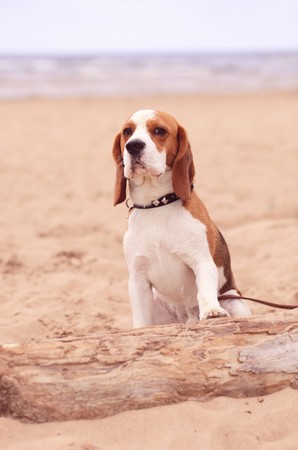 beagle on a sea beachの写真素材