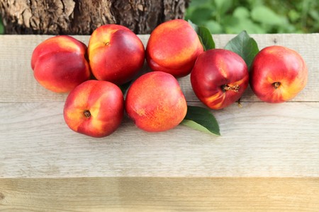 ripe nectarines near to a treeの写真素材