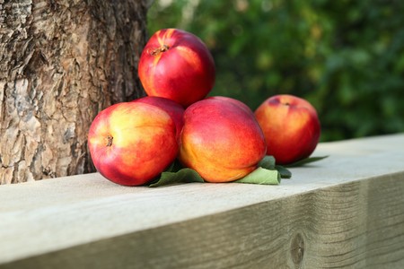 ripe nectarines near to a tree.の写真素材