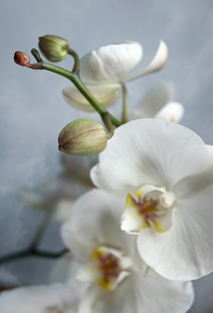 orchid ,focus on a foreground,shallow DOFの写真素材