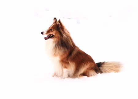 Sheltie on a snowの写真素材