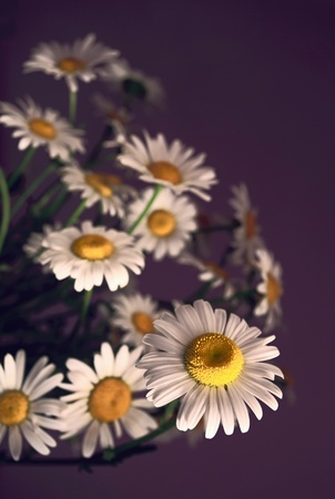 chamomiles, focus on a foregroind.の写真素材