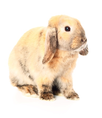 rabbit on a white backgroundの写真素材