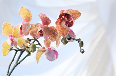 Orchid before a window in a sunny day (phalaenopsis)の写真素材