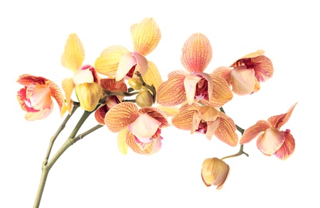 orchid on a white background の写真素材