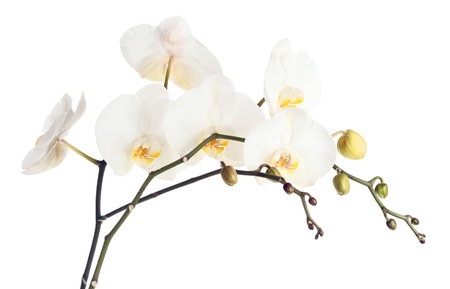 orchid on a white background の写真素材