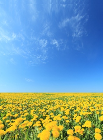 field in a sunny day.の写真素材