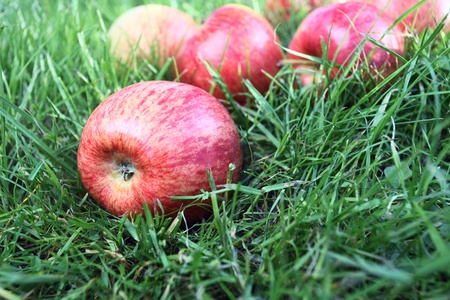apples on a green grass.の写真素材