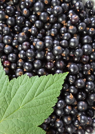 black currant,ripe berries and green leaf.の写真素材