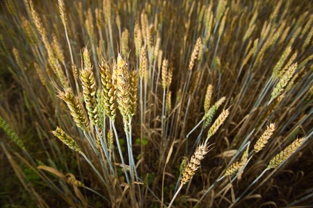 cereal field in cloudy day.
の写真素材