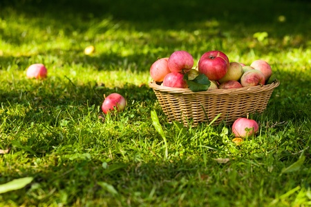 ripe apples in wicker basket.の写真素材