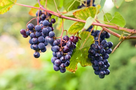 Vitis labrusca - grapes for red wine manufacturing.