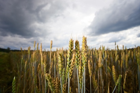 cereal field in cloudy day.