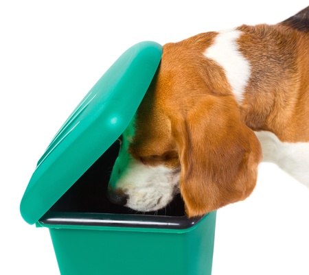The dog checks a green garbage canの写真素材
