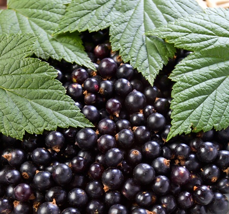 black currant,ripe berries and green leaves.の写真素材