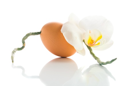 Egg and orchid on a white reflexive background .の写真素材