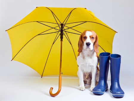 The dog should walk in any weather.の写真素材
