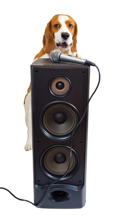 Singing dog on a white background の写真素材