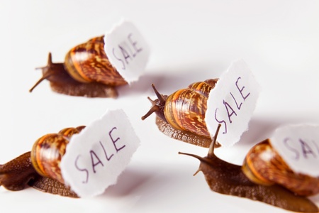 Snails selling the house. Concept image.