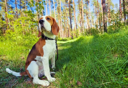Beagle on a grass in forest . Wide angle. The polarising filter is used.の写真素材