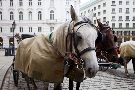 Horses waiting to whisk tourists around the beautiful city of Vienna. Spanish Riding School built in 1735 as an extension to the Hofburg Palace complex (13th Century).の写真素材