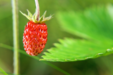 Wild strawberry in forest   Macro shot , focus on a foreground の写真素材