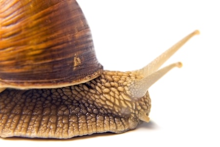 The big grape snail on a white background .
の写真素材