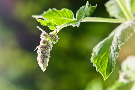 peppermint growing on a bed , macro shot