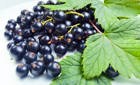 black currant, ripe berries and green leaves.