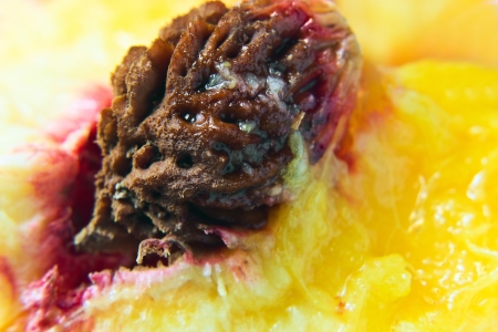 peach  の写真素材