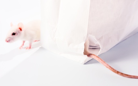 cute white rats examine a white bag ,focus on a hole