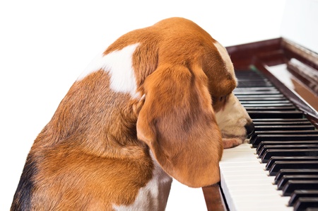 Dog playing the piano,white background.の写真素材