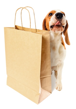 cute dog with paper bag on a white backgroundの写真素材