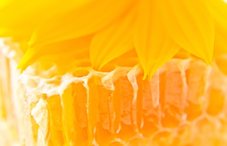 sweet honeycomb with honey and yellow flowerの写真素材