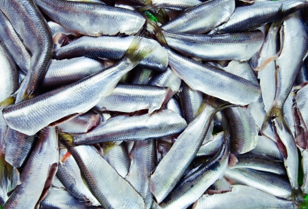 Fresh crude anchovies prepared for processing
の写真素材