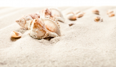 Cockleshells on sea sand isolated on a white backgroundの写真素材