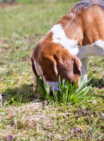 The dog smells the first spring flowersの写真素材