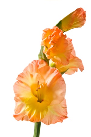 gladiolus isolated on white backgroundの写真素材