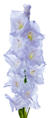 blue gladiolus isolated on white backgroundの写真素材