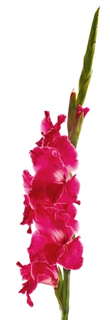gladiolus isolated on white backgroundの写真素材