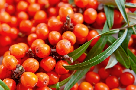 sea-buckthorn berries contain vitamin C , are used in pharmacology, medicine, cosmetologyの写真素材